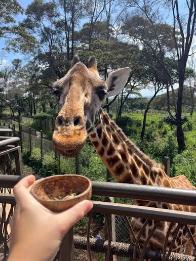 Giraffe Centre